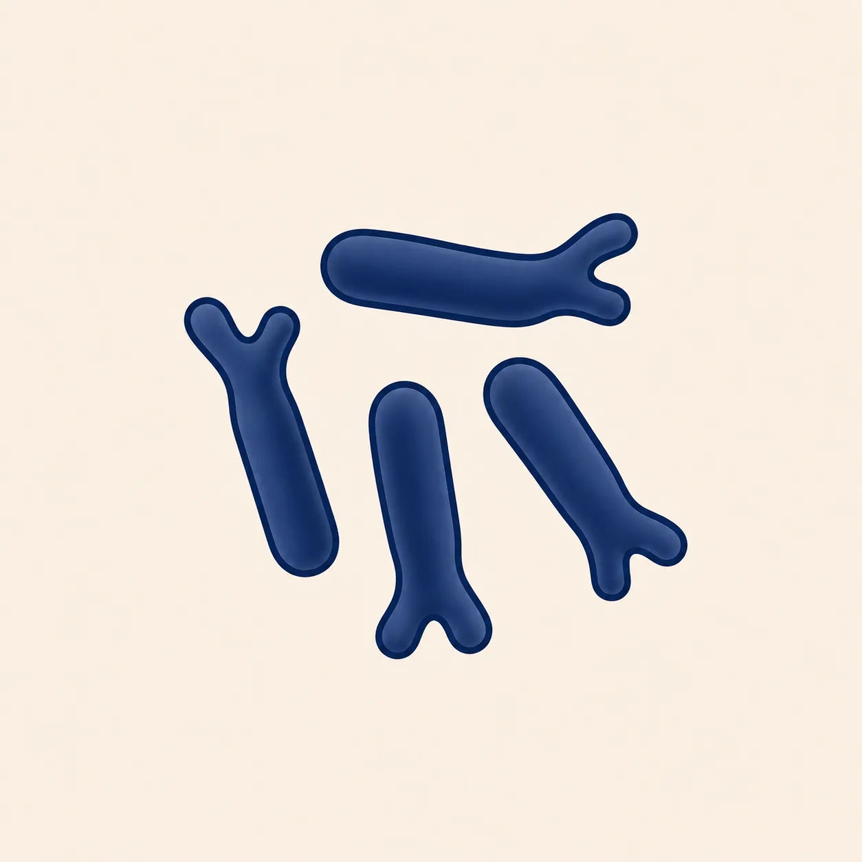 Bifidobacterium lactis